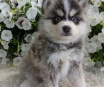 Small #5 Pomsky