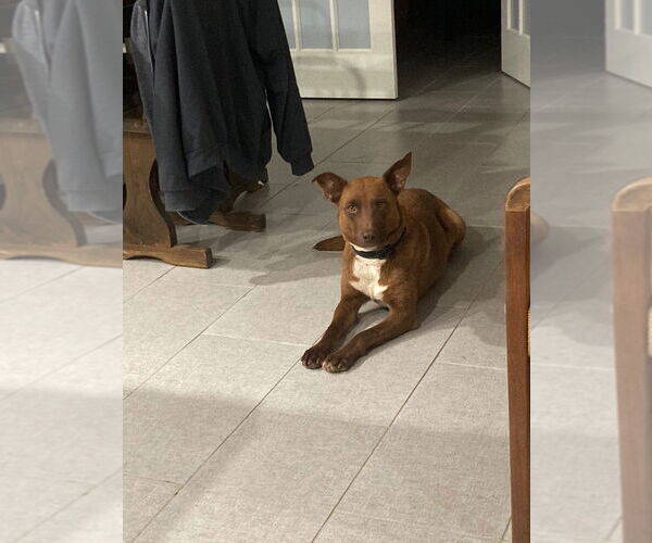 Medium Photo #3 Australian Kelpie-Labrador Retriever Mix Puppy For Sale in Claremore, OK, USA