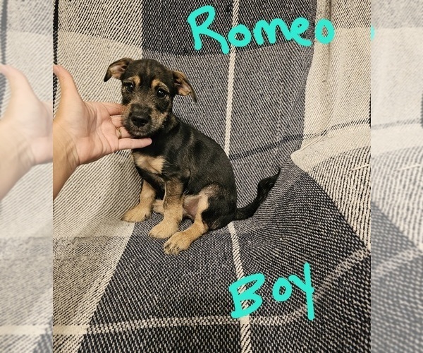 Medium Photo #11 Chizer Puppy For Sale in MONTEZUMA, GA, USA