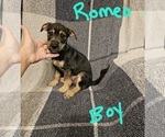 Small #10 Chizer