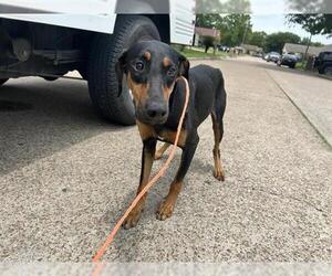 Doberman Pinscher Dogs for adoption in Houston, TX, USA