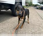 Small Doberman Pinscher
