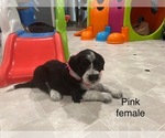 Small #2 Portuguese Water Dog