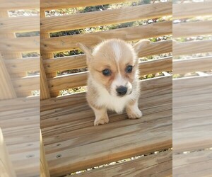 Pembroke Welsh Corgi Puppy for sale in SPENCER, TN, USA