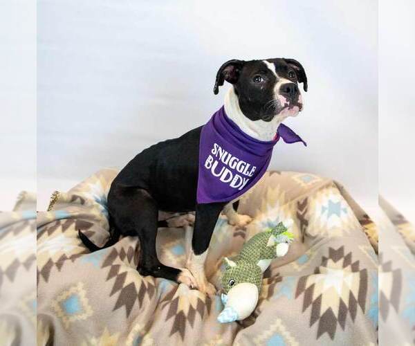 Medium Photo #3 Bull-Boxer Puppy For Sale in Kennesaw, GA, USA