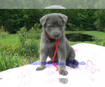 Small #5 German Shepherd Dog