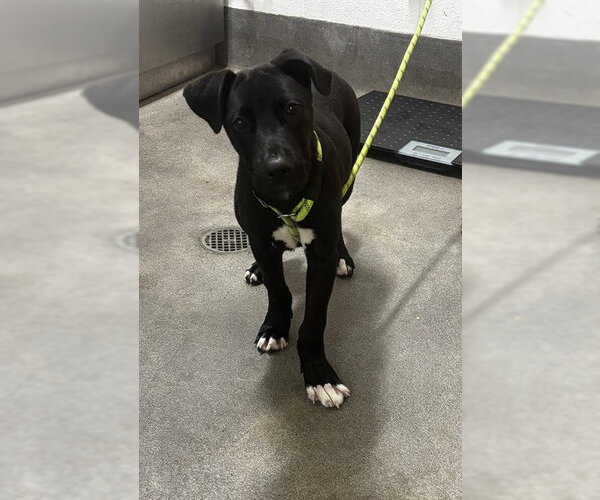 Medium Photo #1 Mutt Puppy For Sale in Forestville, MD, USA