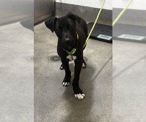 Mutt Dogs for adoption in Forestville, MD, USA