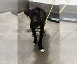 Small Mutt