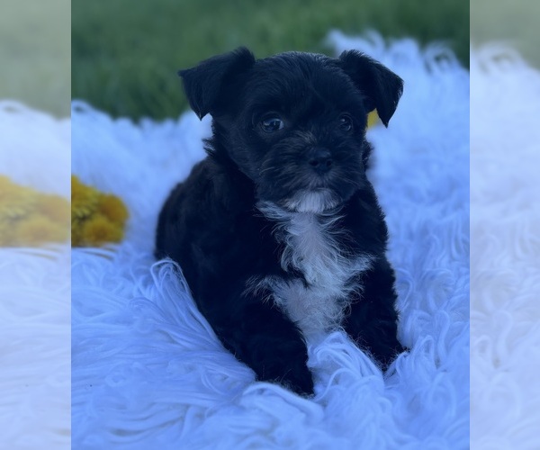 Medium Photo #8 Morkie Puppy For Sale in ROCK STREAM, NY, USA