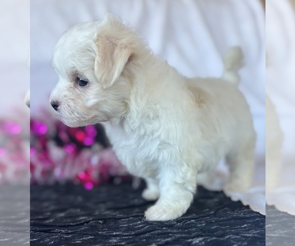 Medium Photo #9 Maltese Puppy For Sale in ROCK STREAM, NY, USA