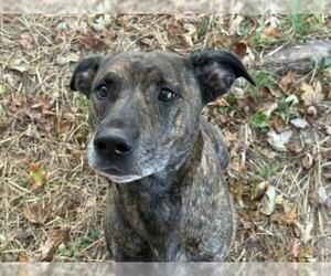 ZURI - Female Mutt Dog for Adoption - Photo #2
