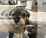 Small #3 Schnoodle (Miniature)