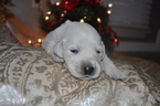 Small Photo #6 Golden Retriever Puppy For Sale in TOONE, TN, USA