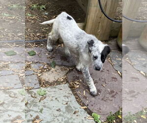 Mutt Dogs for adoption in Garden City, NY, USA