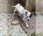 Small Mutt