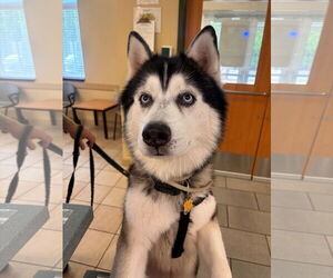 Huskies -Unknown Mix Dogs for adoption in Virginia Beach, VA, USA
