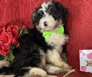 Bernedoodle Puppy for sale in LANCASTER, PA, USA