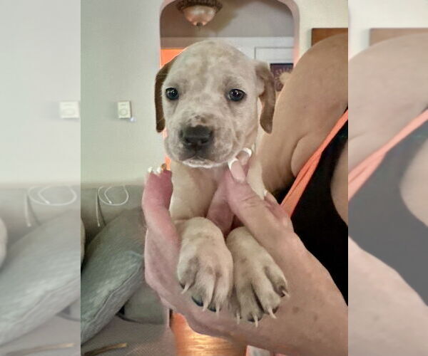 Medium Photo #4 American Staffordshire Terrier-Unknown Mix Puppy For Sale in Brewster, NY, USA