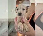Small #3 American Staffordshire Terrier Mix