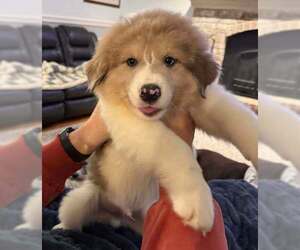 Australian Shepherd-Great Pyrenees Mix Dogs for adoption in Mechanicsburg, PA, USA