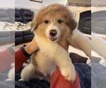 Small Australian Shepherd-Great Pyrenees Mix