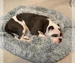 Small #1 Bulldog