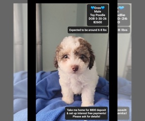 Poodle (Toy) Puppy for sale in TUCSON, AZ, USA
