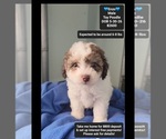 Image preview for Ad Listing. Nickname: Enzo