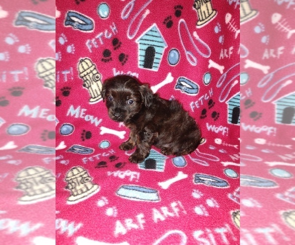 Medium Photo #46 YorkiePoo Puppy For Sale in LAPEER, MI, USA