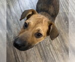 Small #4 Beagle Mix