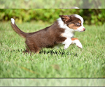 Small #1 Miniature Australian Shepherd