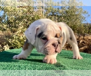 English Bulldog Puppy for sale in LAKE ELSINORE, CA, USA