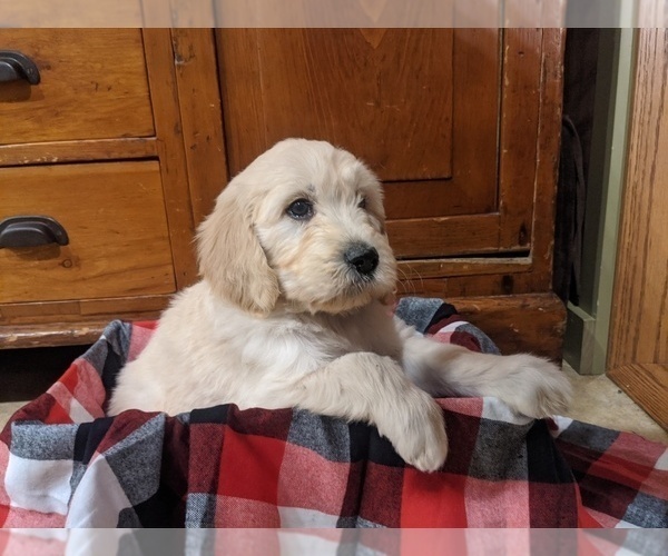 Full screen Photo #1 Goldendoodle Puppy For Sale in PORT TREVORTON, PA, USA