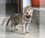 Small Photo #19 Czech Wolfdog-Wolf Hybrid Mix Puppy For Sale in Darova, Timis, Romainia