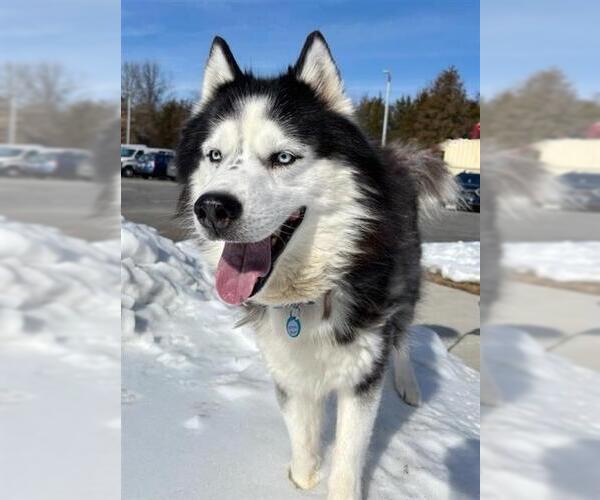 Medium Photo #1 Siberian Husky Puppy For Sale in Waterford, VA, USA