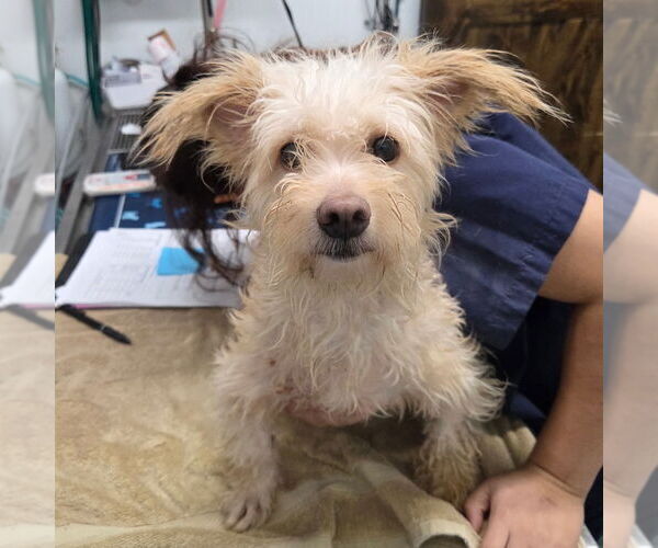 Medium Photo #1 Mutt Puppy For Sale in Chico, CA, USA