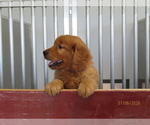 Small Photo #6 Golden Retriever Puppy For Sale in THORP, WI, USA