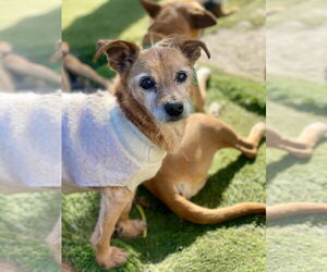 Norfolk Terrier-Unknown Mix Dogs for adoption in Newport Beach, CA, USA