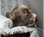Small Photo #19 Goldendoodle Puppy For Sale in HOWARD CITY, MI, USA