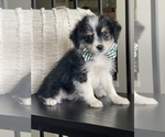 Small Photo #8 Aussie-Corgi-Poodle (Toy) Mix Puppy For Sale in CENTRALIA, IL, USA