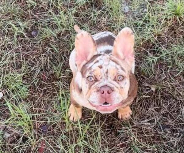 Medium Photo #2 French Bulldog Puppy For Sale in CAPE CORAL, FL, USA