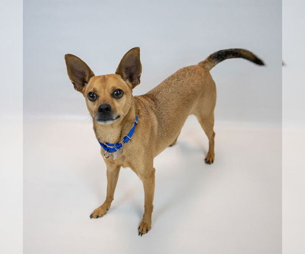 Medium Photo #6 Chihuahua-Unknown Mix Puppy For Sale in Kennesaw, GA, USA