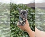 Small #5 French Bulldog