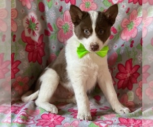 Pomsky Puppy for sale in LANCASTER, PA, USA