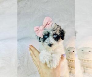 Poodle (Toy) Litter for sale in TAMPA, FL, USA