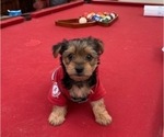 Small Photo #2 Yorkshire Terrier Puppy For Sale in ATHENS, AL, USA