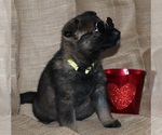 Small Photo #8 German Shepherd Dog Puppy For Sale in RICE LAKE, WI, USA