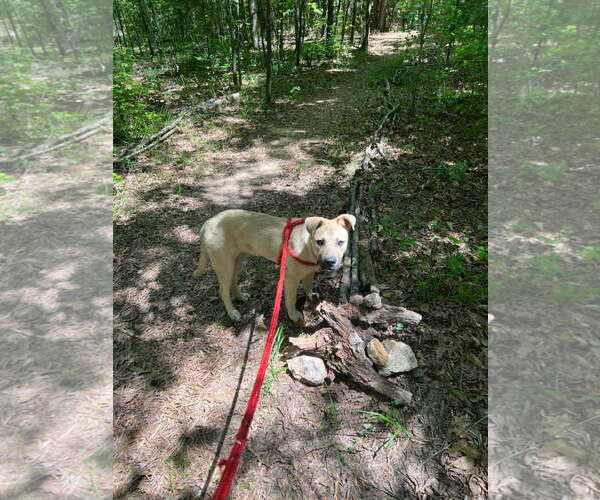 Medium Photo #2 Mutt Puppy For Sale in McCormick, SC, USA