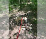 Small #1 Mutt